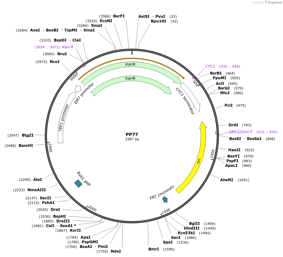 78947-plasmid-map-sequence-id-147691