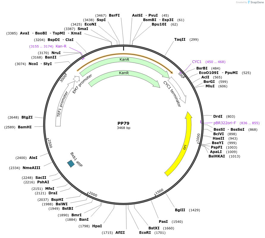 78949-plasmid-map-sequence-id-147694