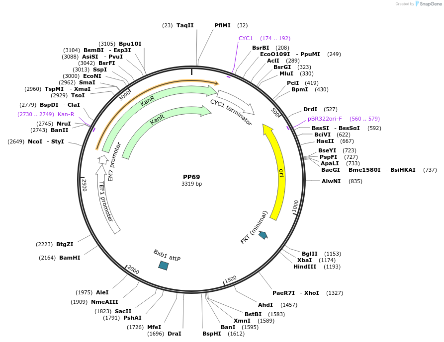78950-plasmid-map-sequence-id-147695