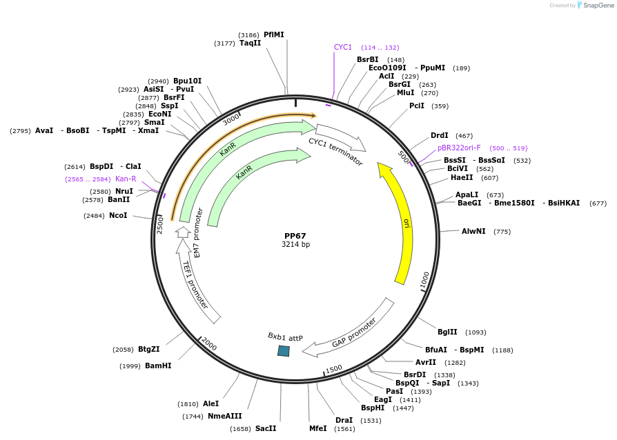 78951-plasmid-map-sequence-id-147696