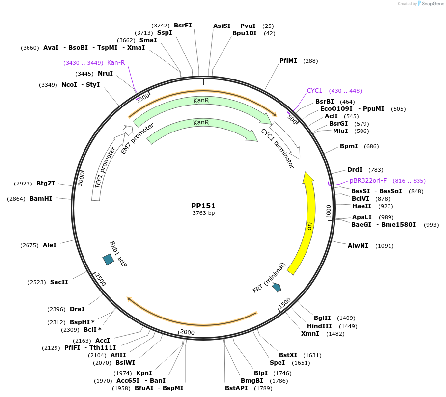 78952-plasmid-map-sequence-id-147697