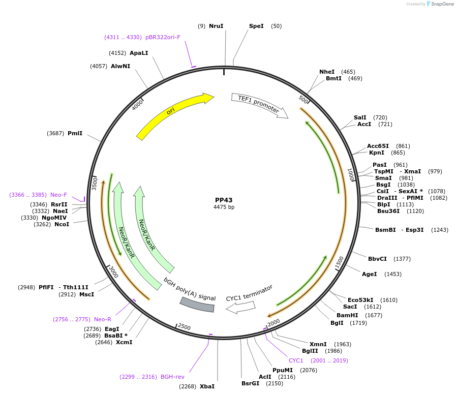 78953-plasmid-map-sequence-id-147699