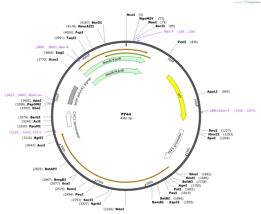 78954-plasmid-map-sequence-id-147700