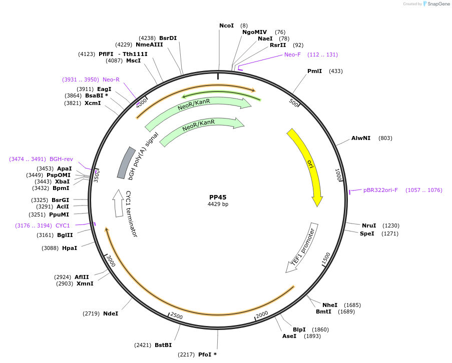 78955-plasmid-map-sequence-id-147701
