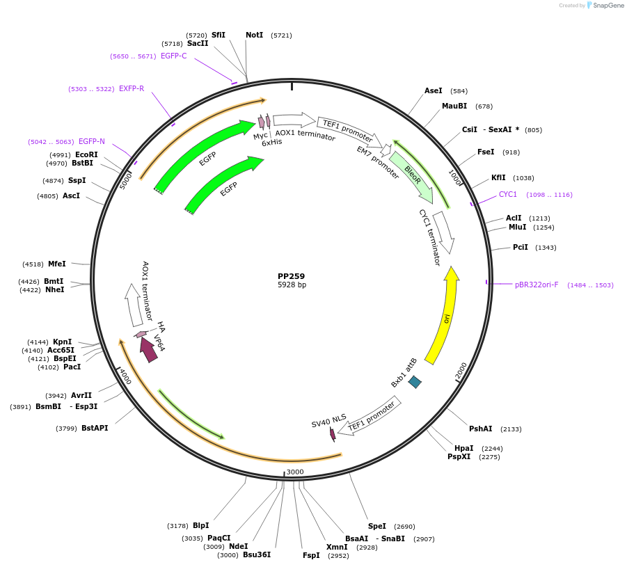 78961-plasmid-map-sequence-id-147706