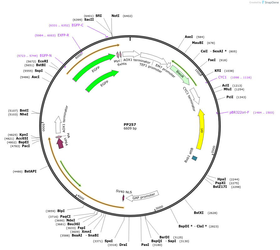 78963-plasmid-map-sequence-id-147708