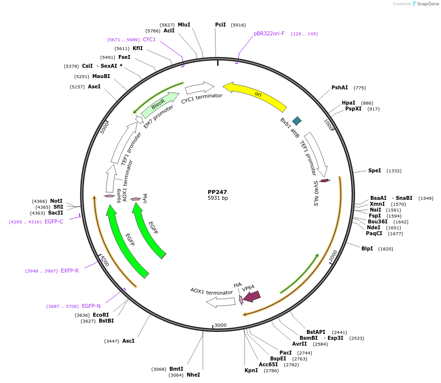 78964-plasmid-map-sequence-id-147709