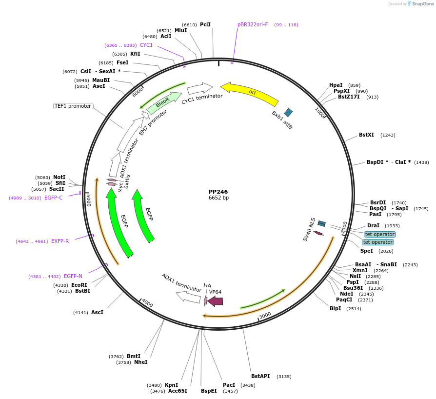78966-plasmid-map-sequence-id-147711