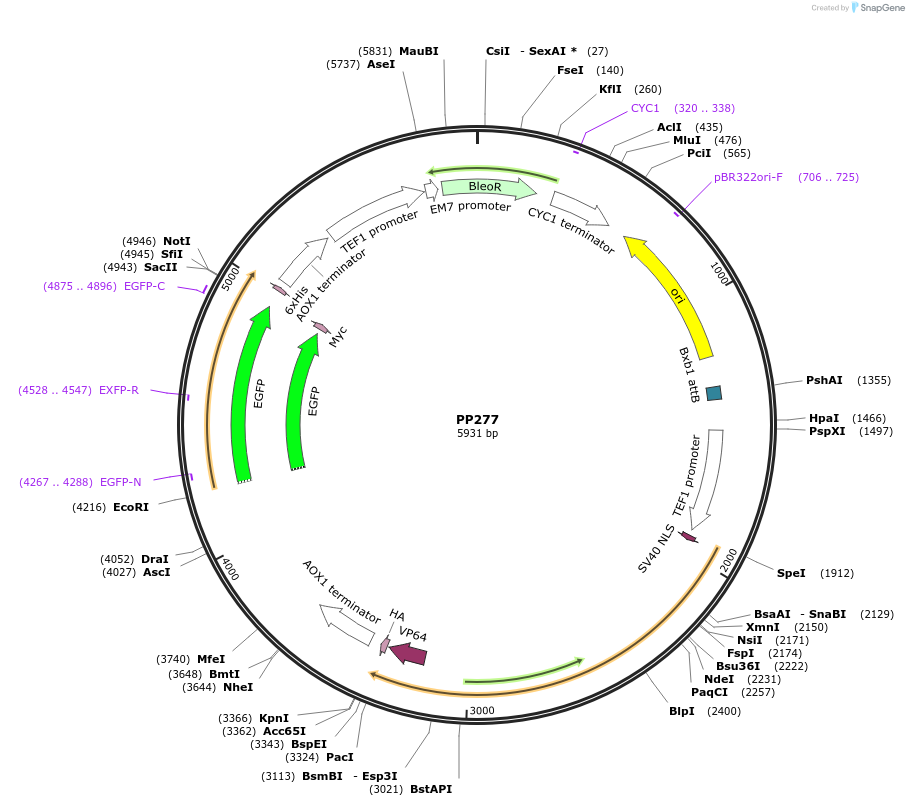 78967-plasmid-map-sequence-id-147712