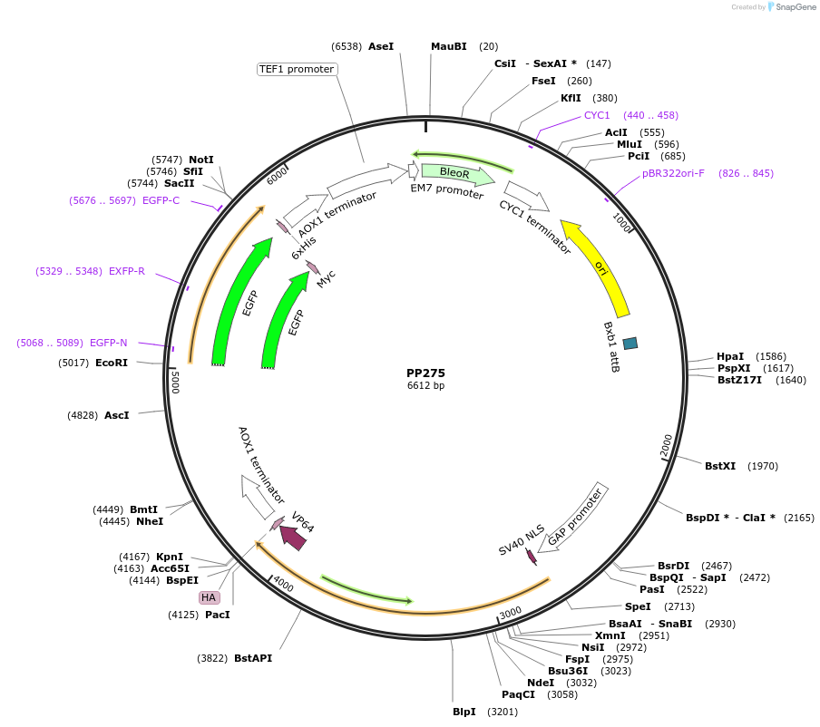 78968-plasmid-map-sequence-id-147713
