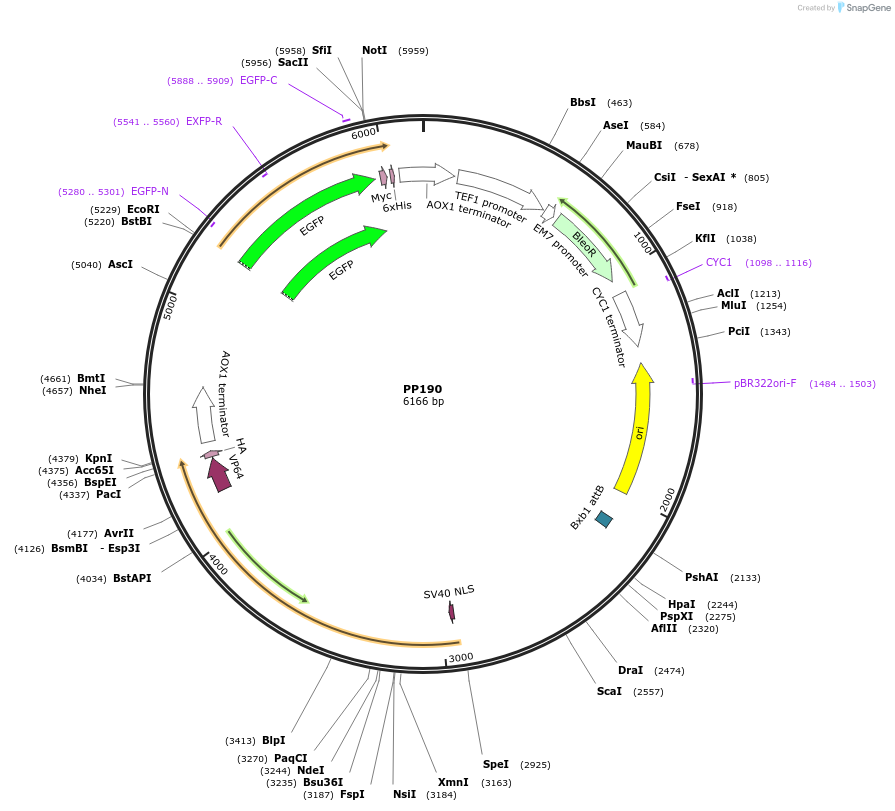 78969-plasmid-map-sequence-id-147714