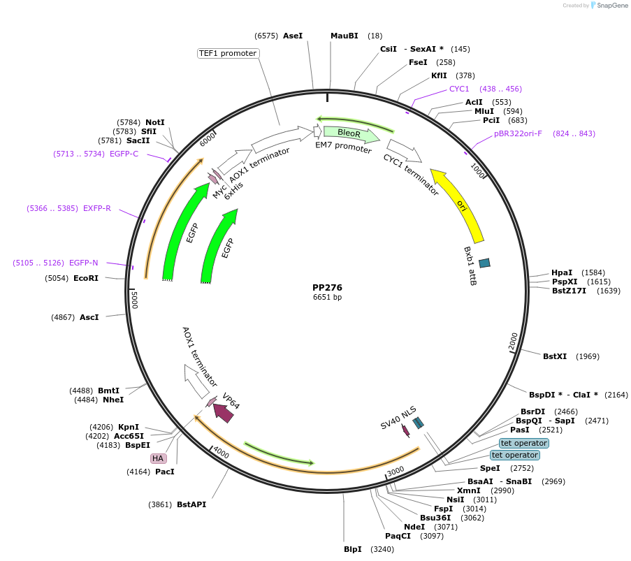 78970-plasmid-map-sequence-id-147715