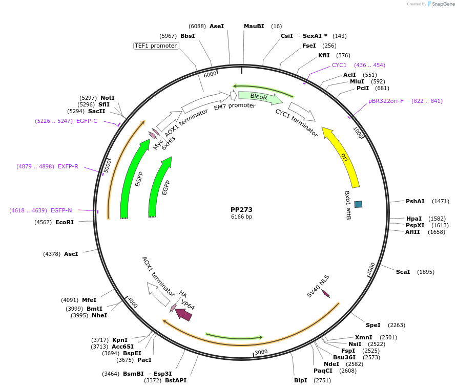 78971-plasmid-map-sequence-id-147716