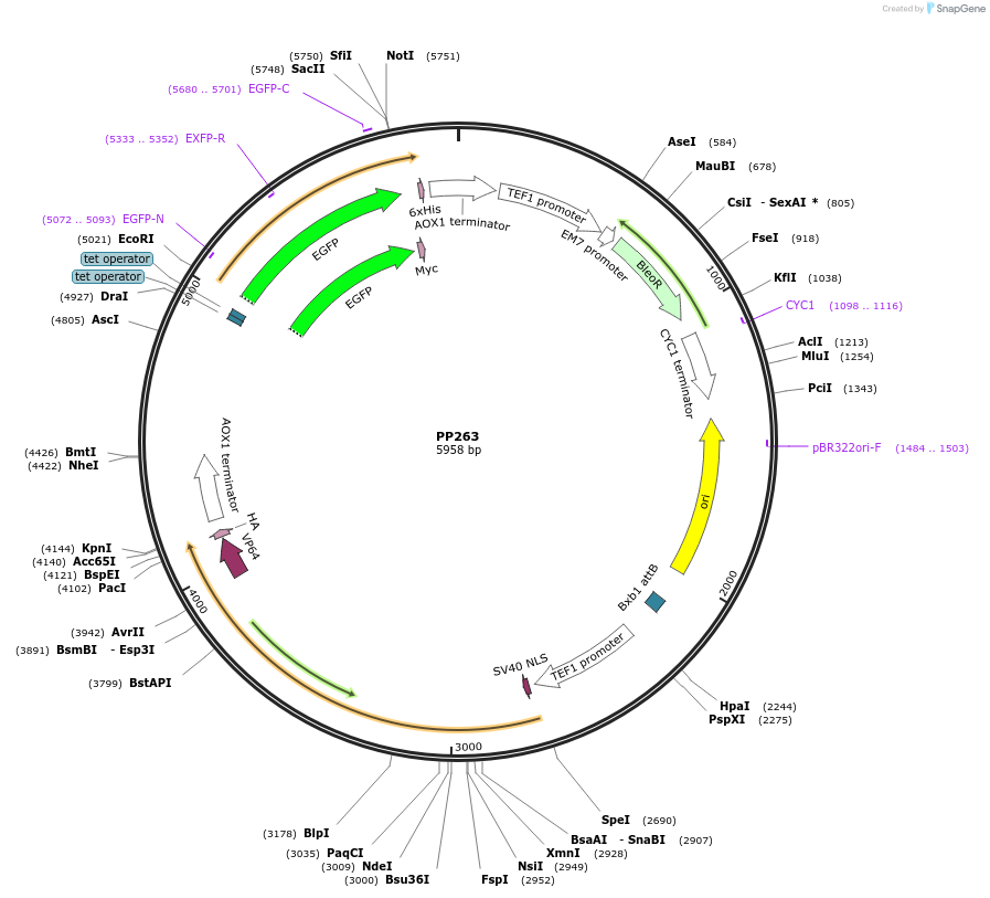 78972-plasmid-map-sequence-id-147717