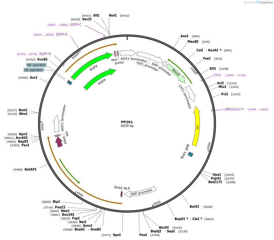 78973-plasmid-map-sequence-id-147718