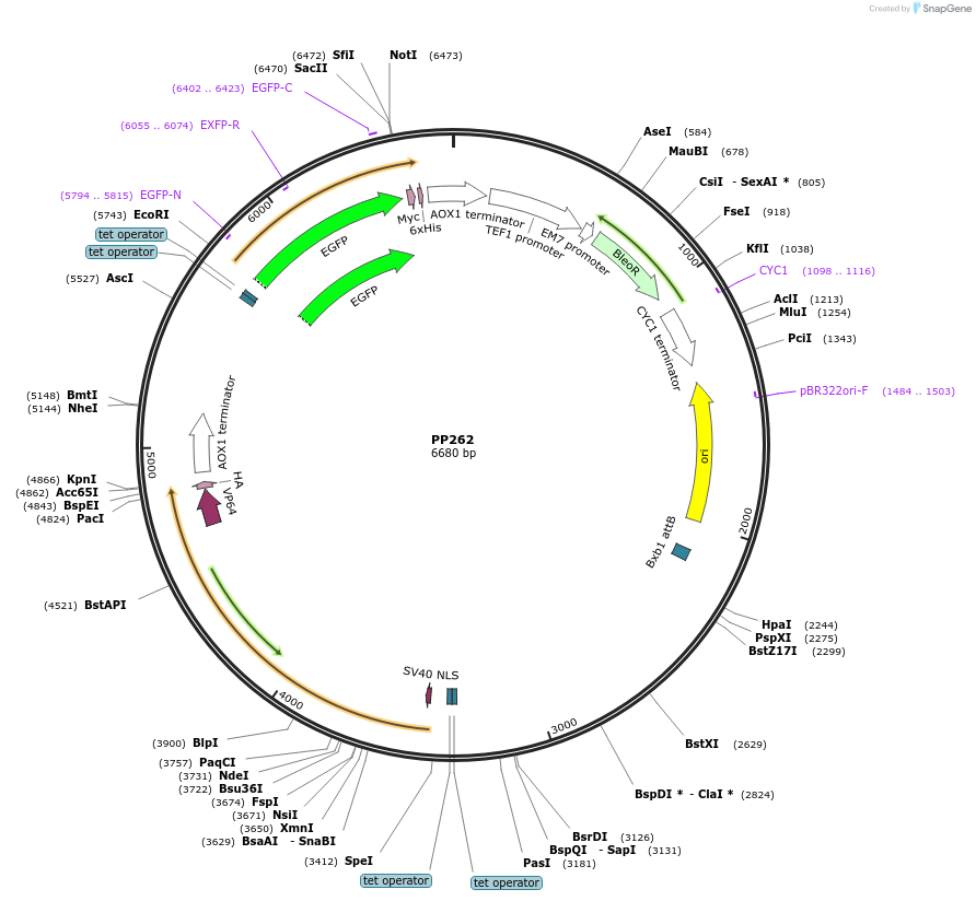78974-plasmid-map-sequence-id-147719