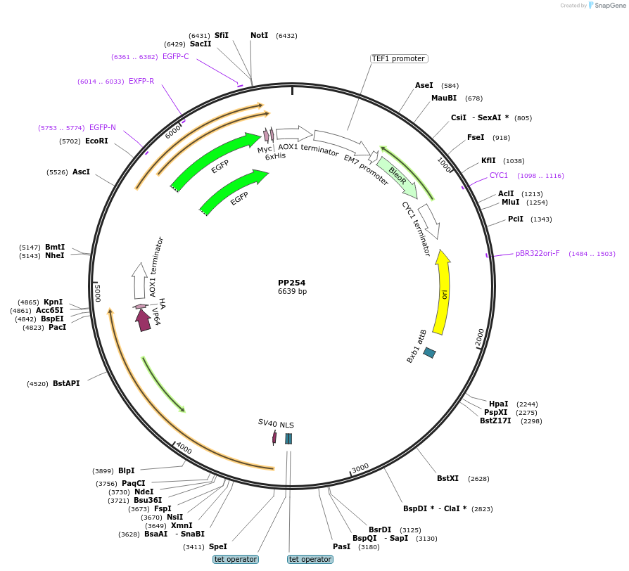 78975-plasmid-map-sequence-id-147720