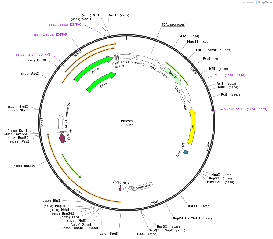 78976-plasmid-map-sequence-id-147721