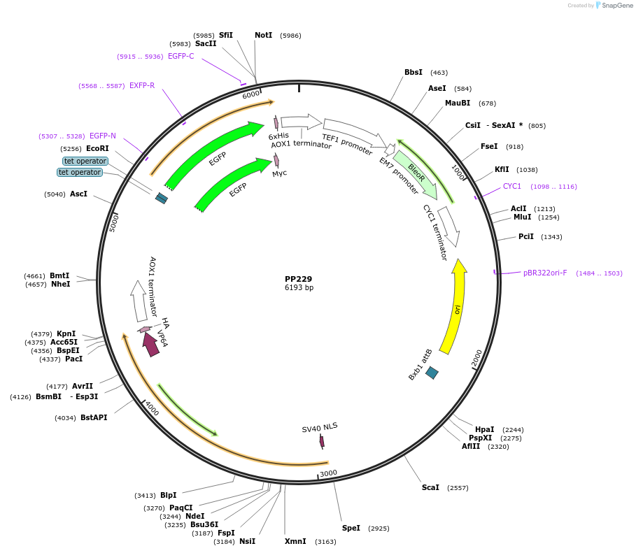 78977-plasmid-map-sequence-id-147722