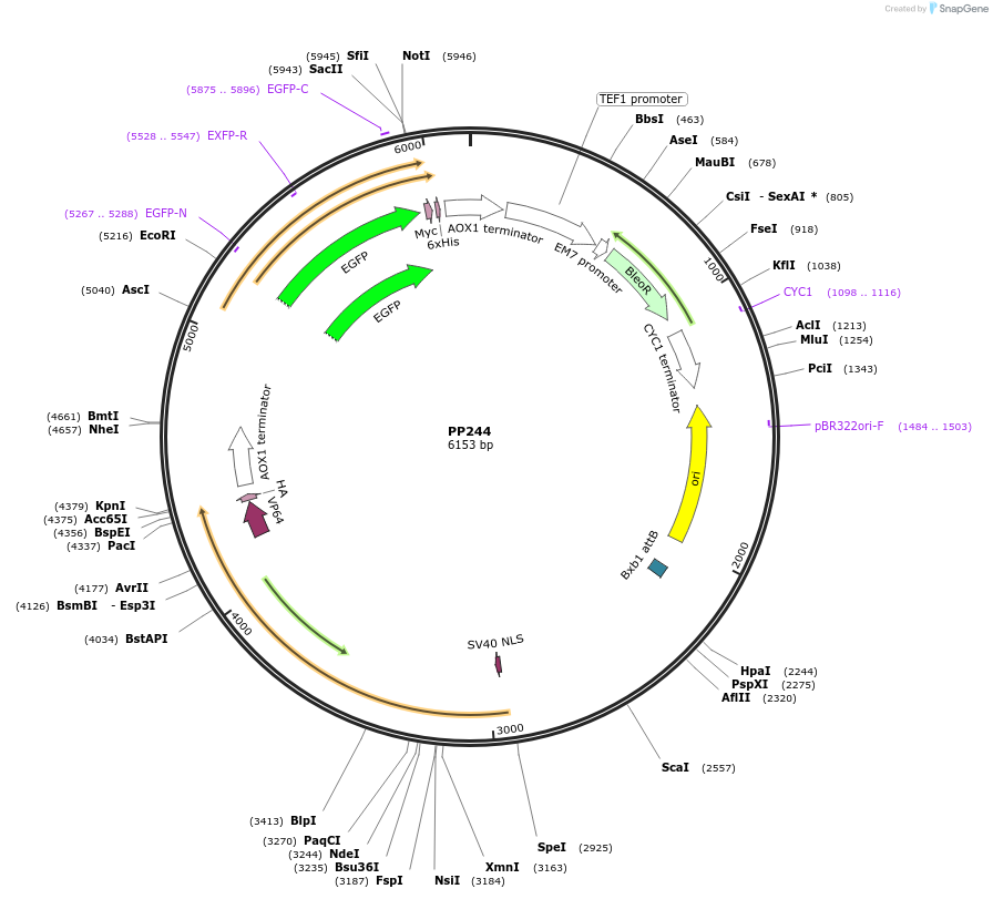78978-plasmid-map-sequence-id-147723