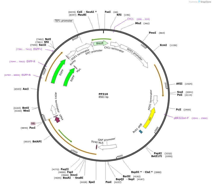 78979-plasmid-map-sequence-id-147724