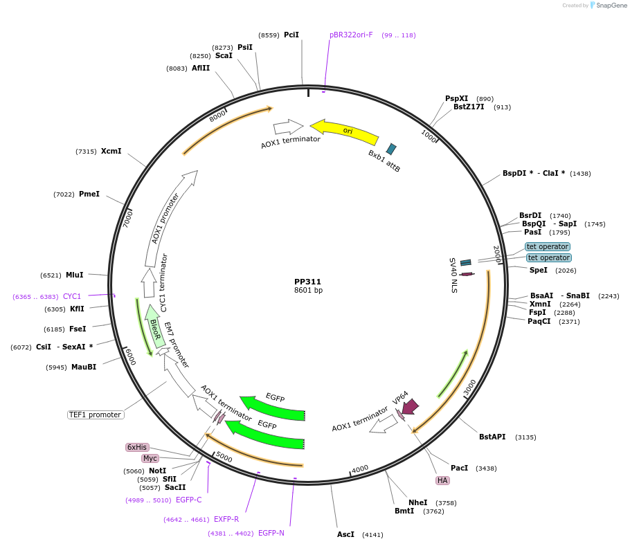 78980-plasmid-map-sequence-id-147725