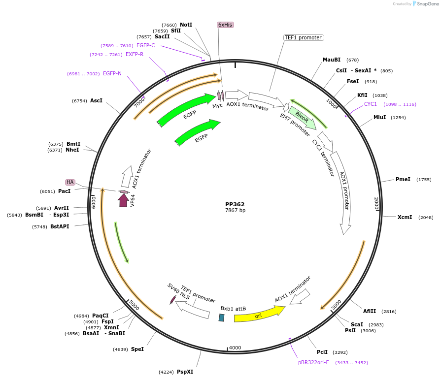 78981-plasmid-map-sequence-id-147726