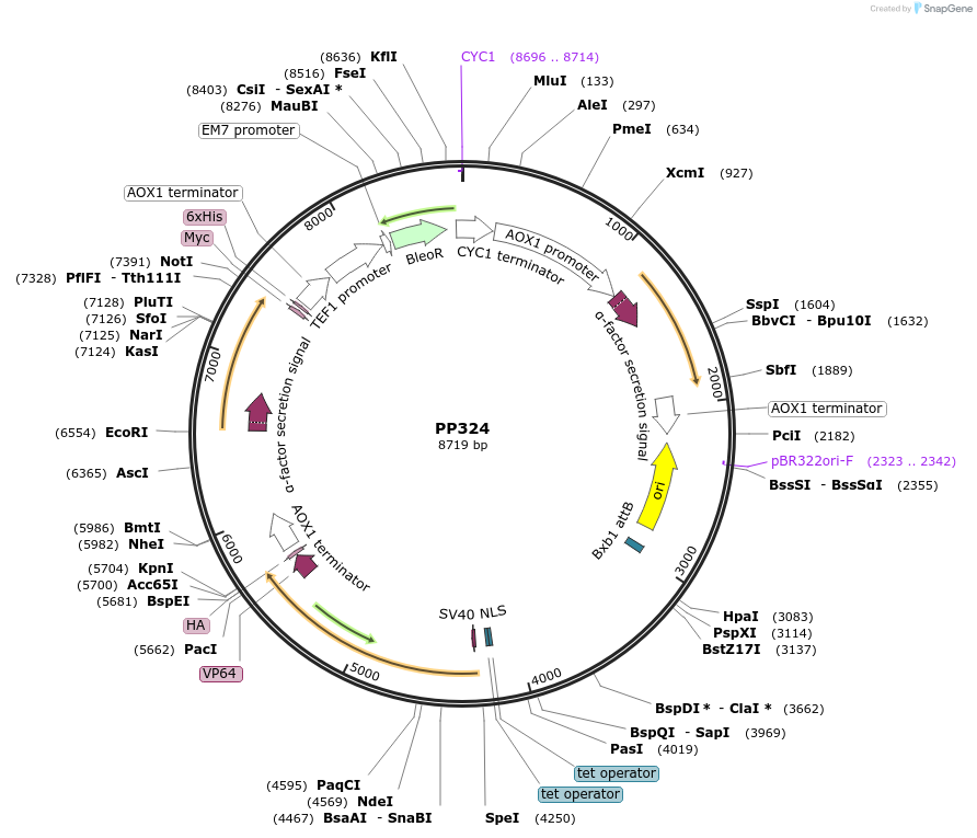 78982-plasmid-map-sequence-id-147727