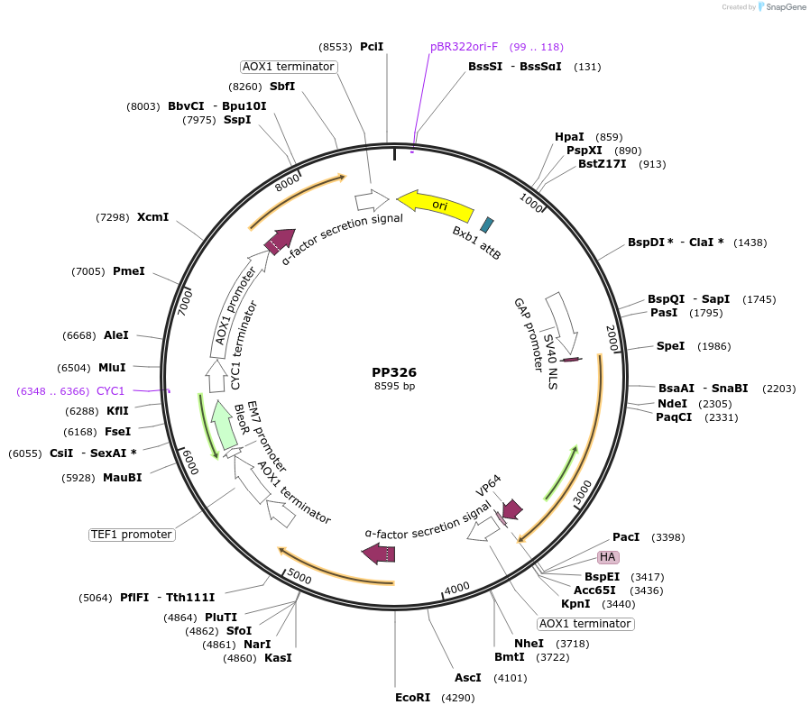 78983-plasmid-map-sequence-id-147728