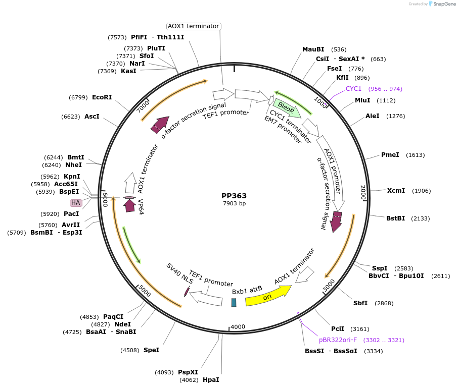 78984-plasmid-map-sequence-id-147729
