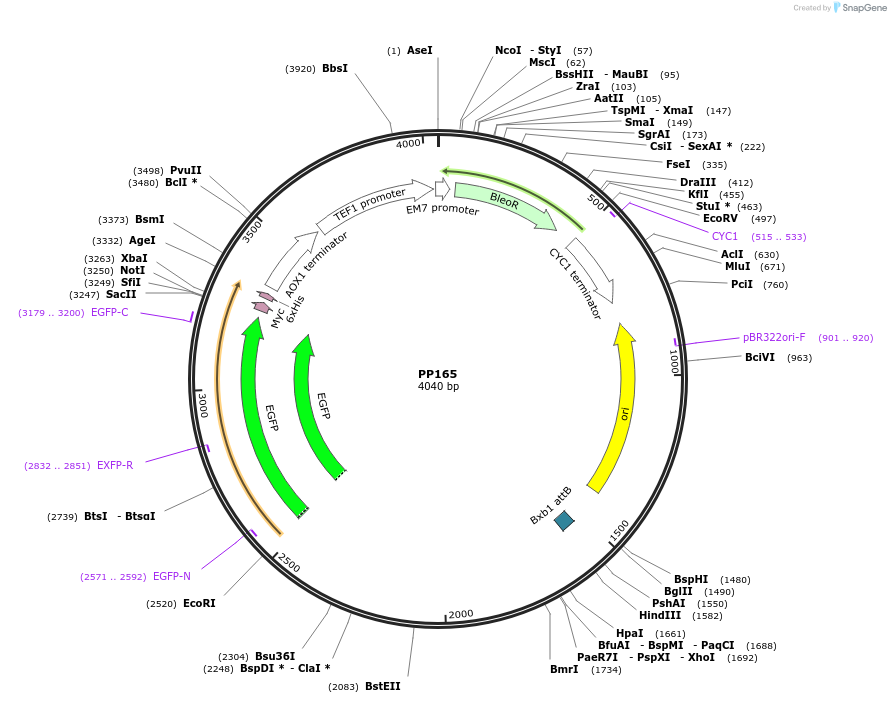 78985-plasmid-map-sequence-id-147730