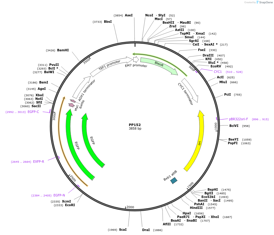 78986-plasmid-map-sequence-id-147731