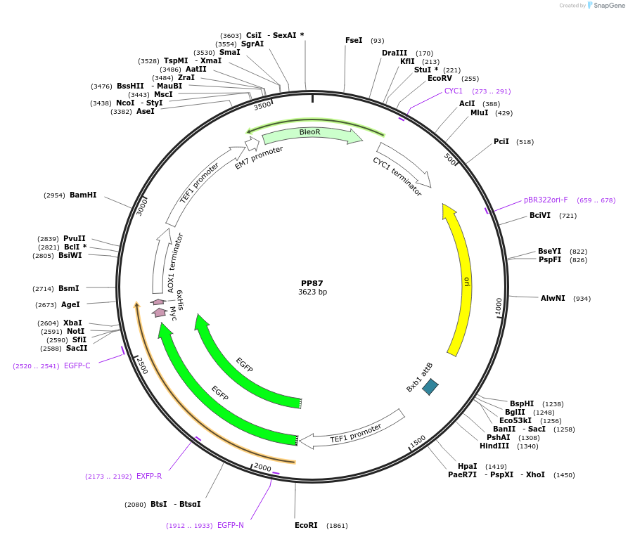 78987-plasmid-map-sequence-id-147732