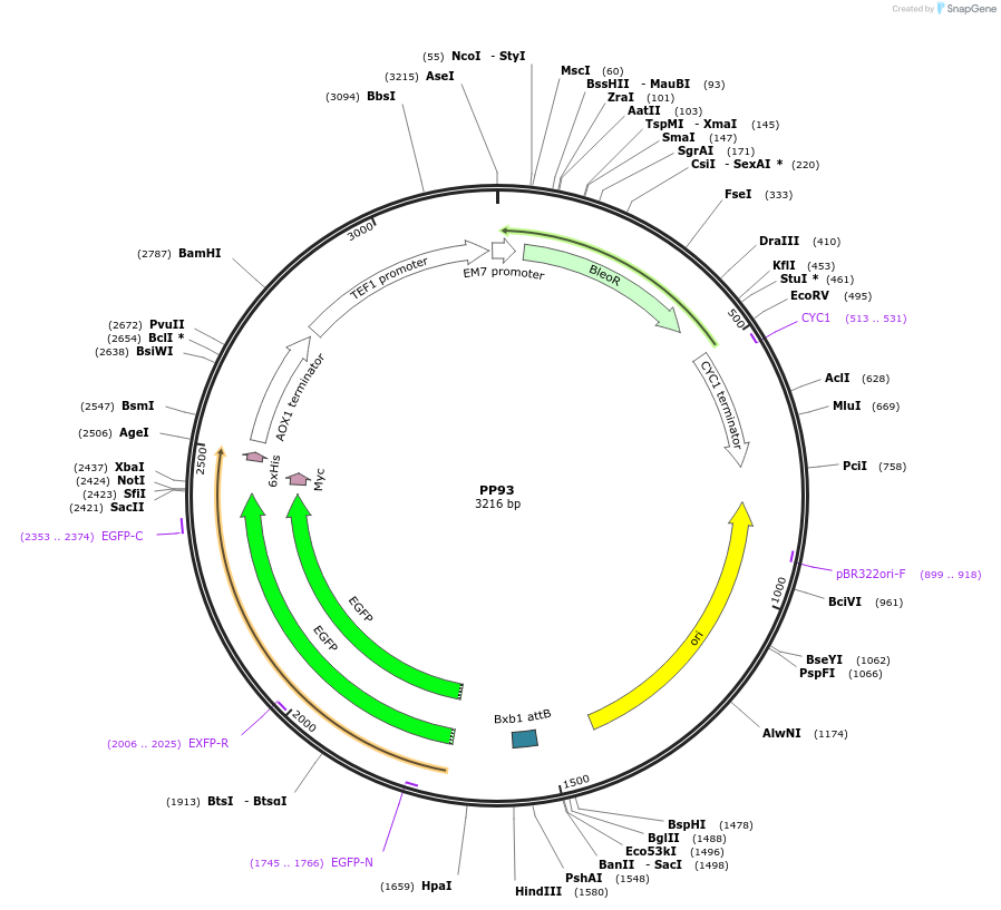 78990-plasmid-map-sequence-id-147735
