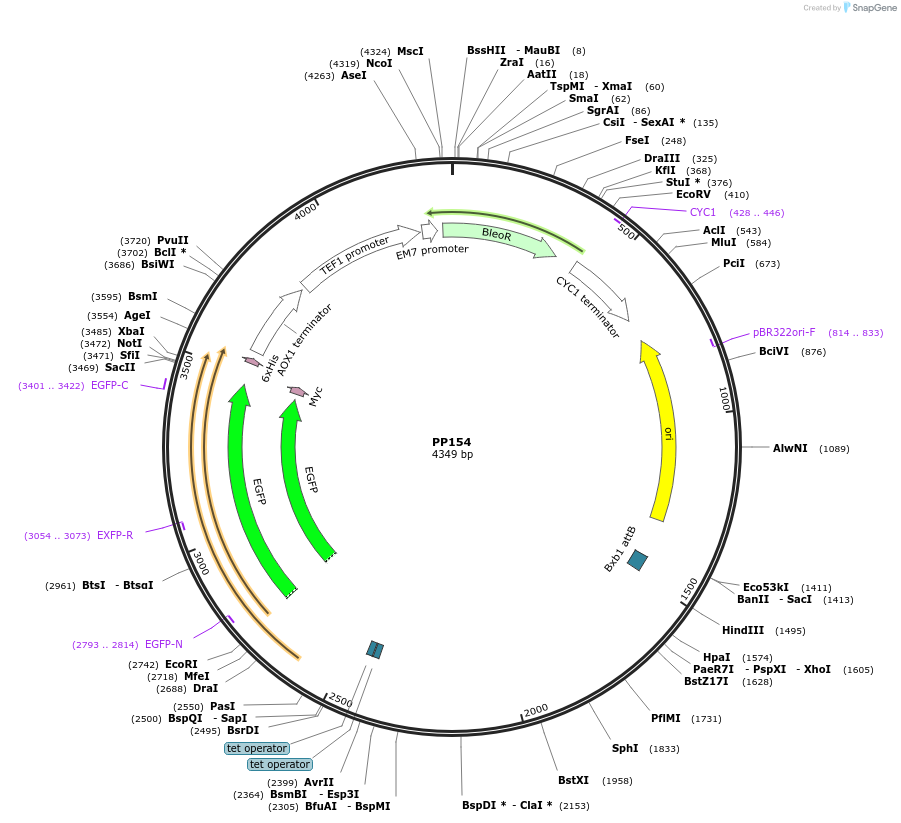 78991-plasmid-map-sequence-id-147736