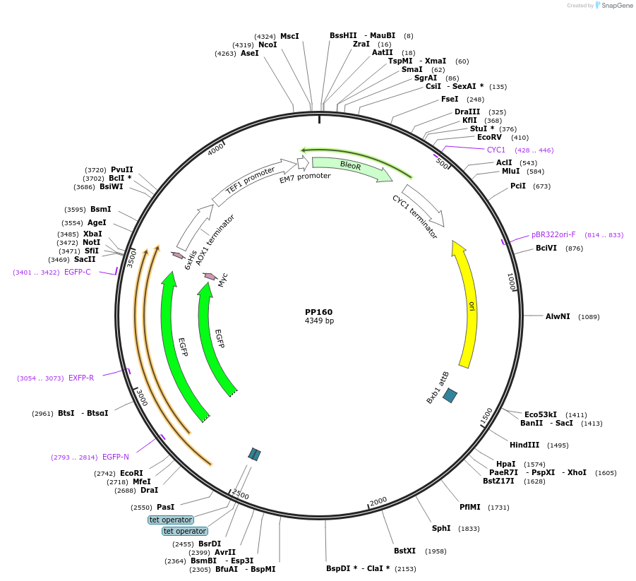 78992-plasmid-map-sequence-id-147737