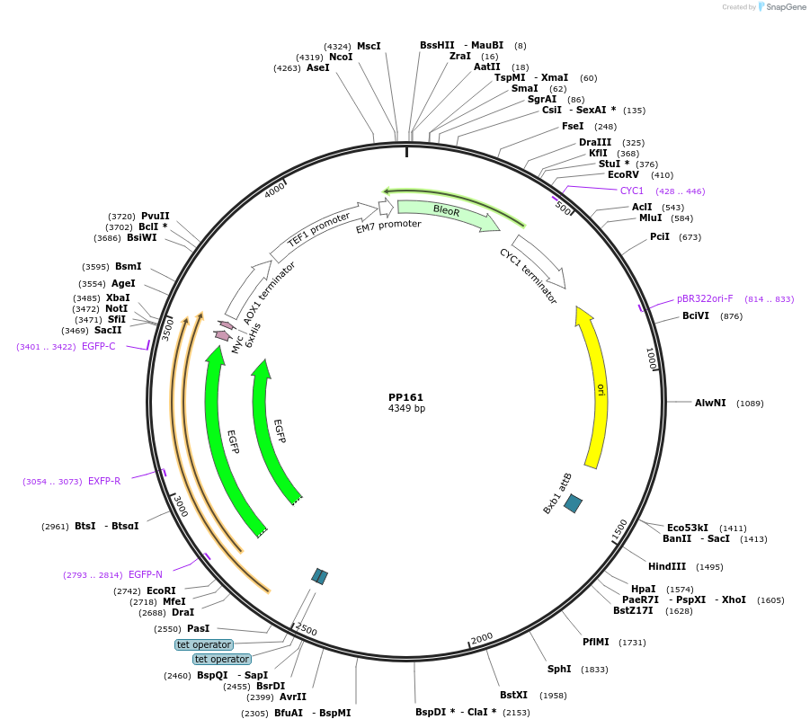 78993-plasmid-map-sequence-id-147738