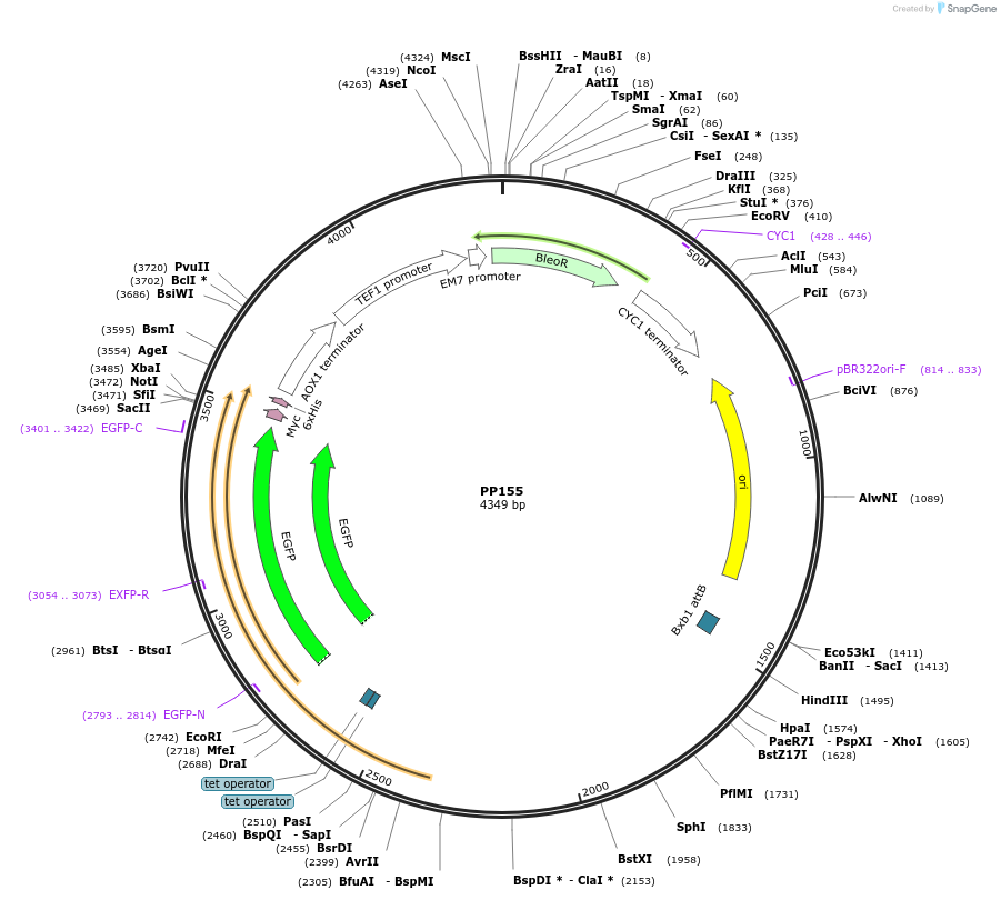 78994-plasmid-map-sequence-id-147739