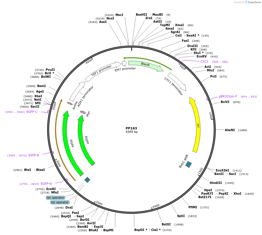 78996-plasmid-map-sequence-id-147741