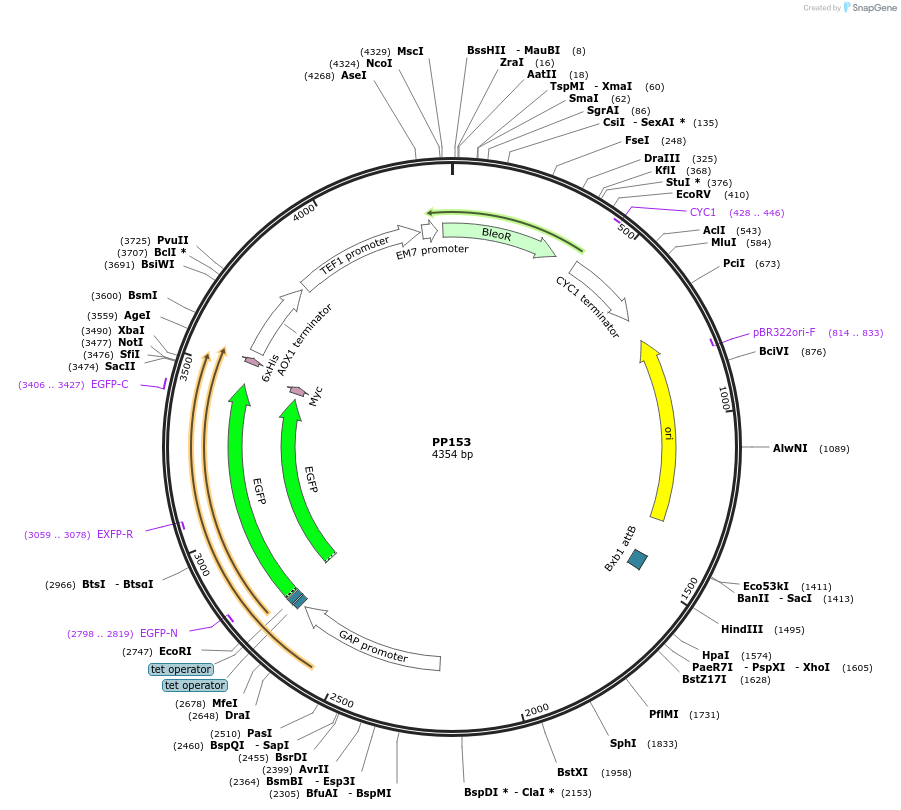 78997-plasmid-map-sequence-id-147742