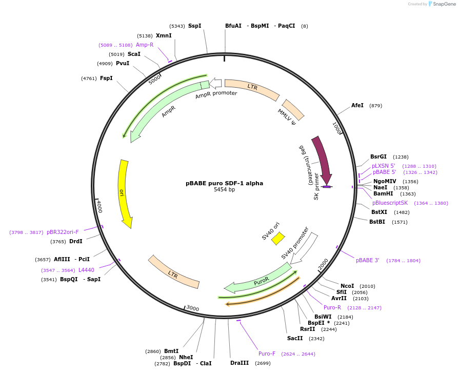 12270-plasmid-map-sequence-id-147752