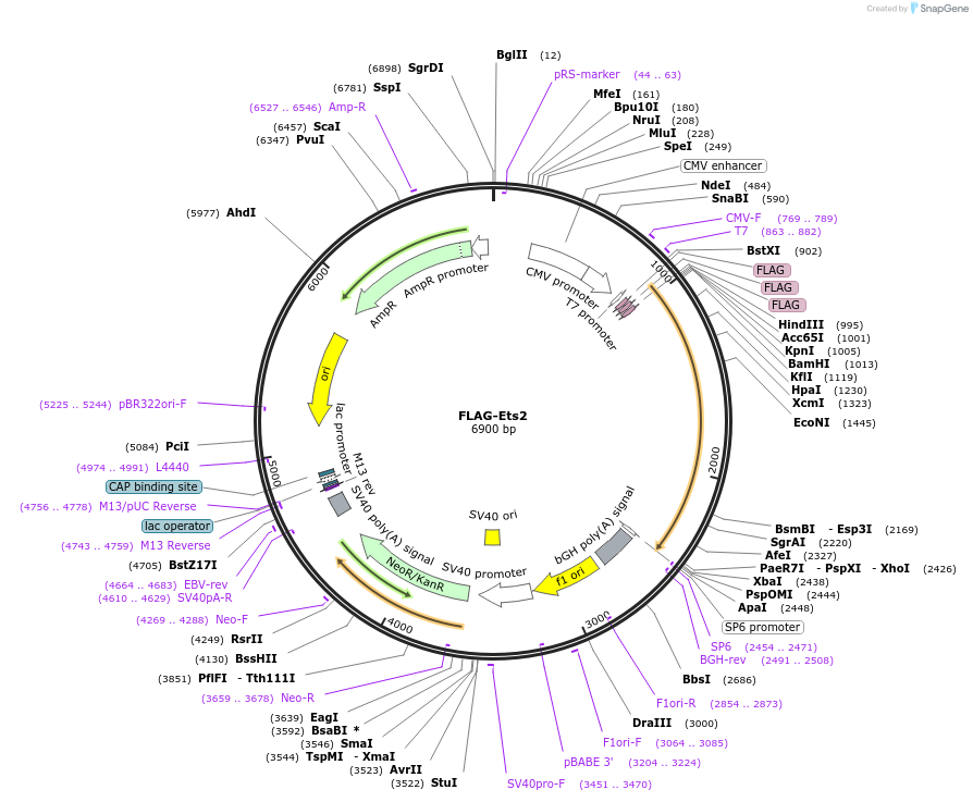 28128-plasmid-map-sequence-id-147753