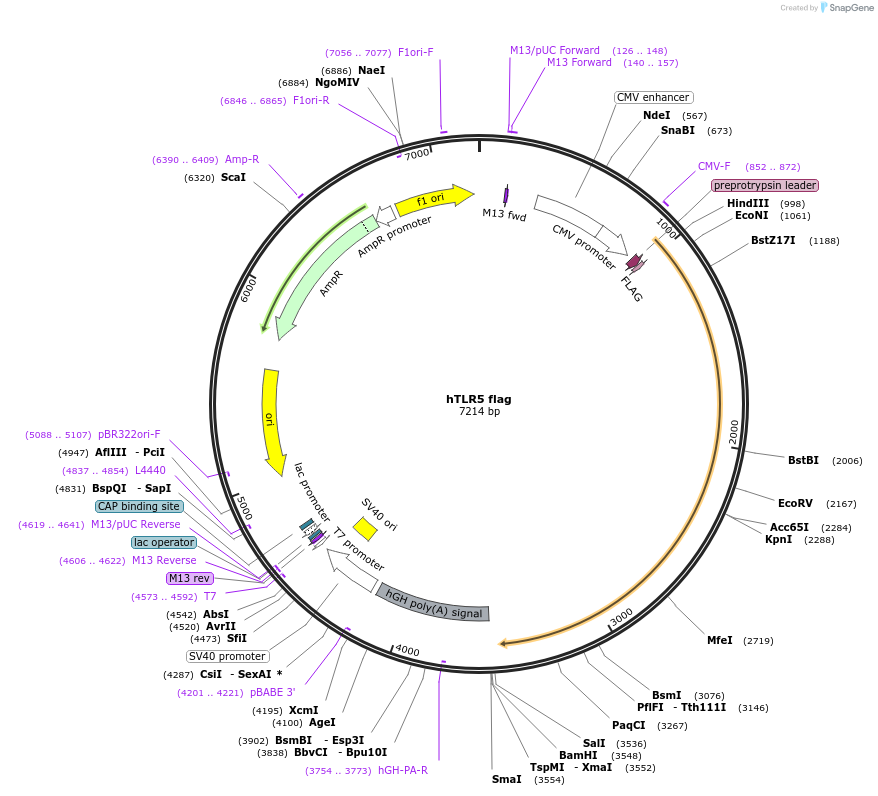 13088-plasmid-map-sequence-id-147761