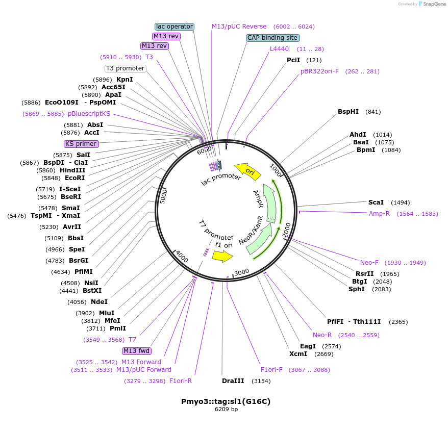 79003-plasmid-map-sequence-id-147765