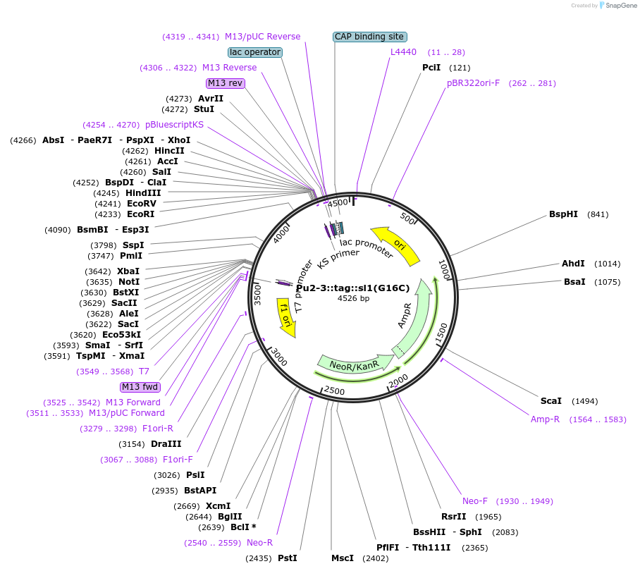 79002-plasmid-map-sequence-id-147767