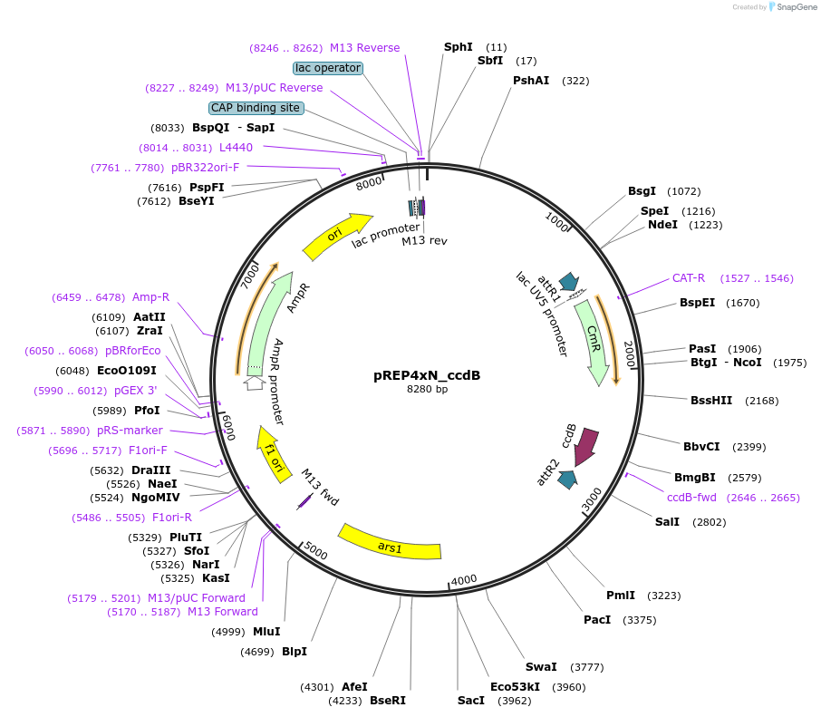 79022-plasmid-map-sequence-id-147779