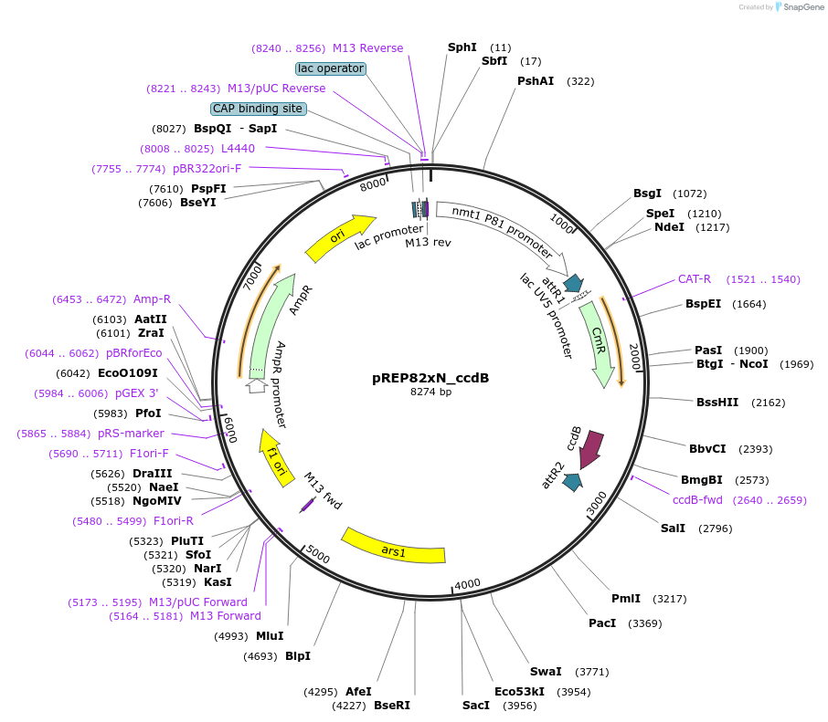 79026-plasmid-map-sequence-id-147783