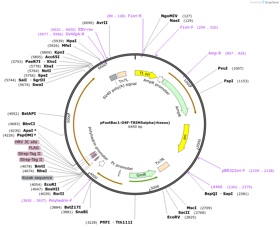 79033-plasmid-map-sequence-id-147876