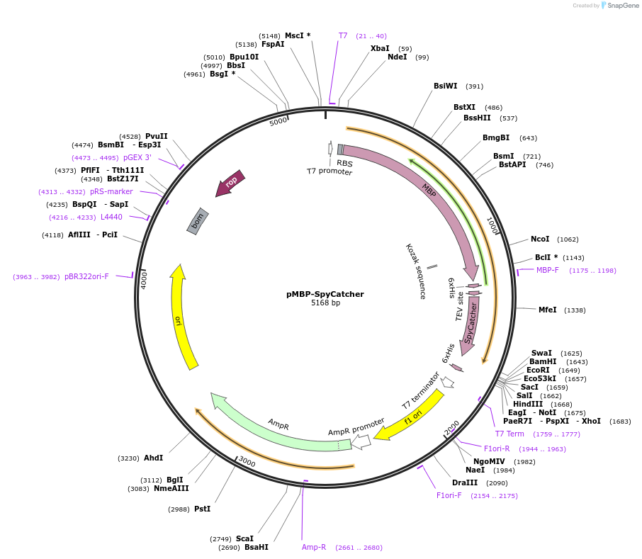 79053-plasmid-map-sequence-id-147896