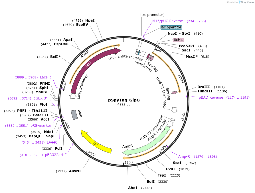 79054-plasmid-map-sequence-id-147900